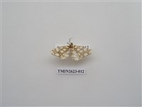 藏品(尺蛾143)的圖片